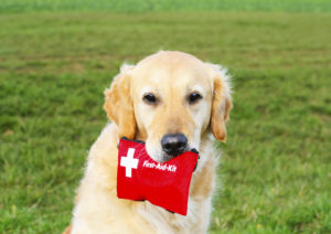 Golden retriever sitting outside on grass with first aid kit in mouth.