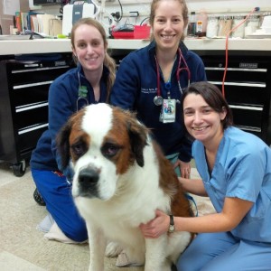 Guinness the St. Bernard was rescued from the frozen waters of the Sudbury River on 2-24-2015