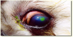 Corneal Ulcers in Dogs - Ethos Veterinary Health
