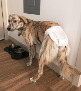 after a dog is spayed what to expect