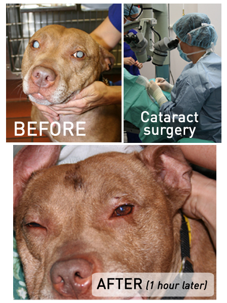 Before: Both of Baby's eyes are cloudy with cataracts. During cataract surgery, Dr. Marrion replaces the lenses in Baby's eyes. After: 1 hour after the first picture was taken, Baby is waking up, and can once again see through her pretty brown eyes.