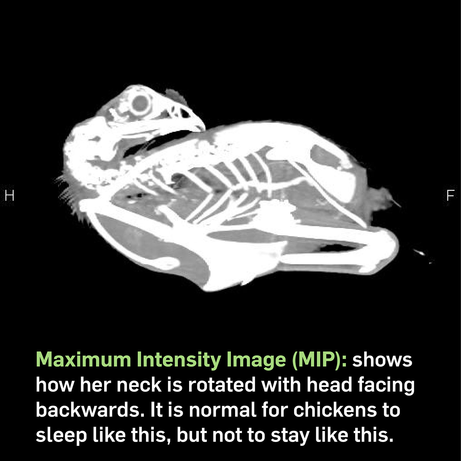 CT Image of a chicken
