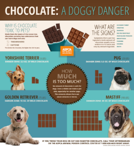 are dogs allowed to have chocolate