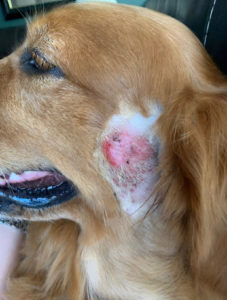 Dog with hot spot on left side of face.