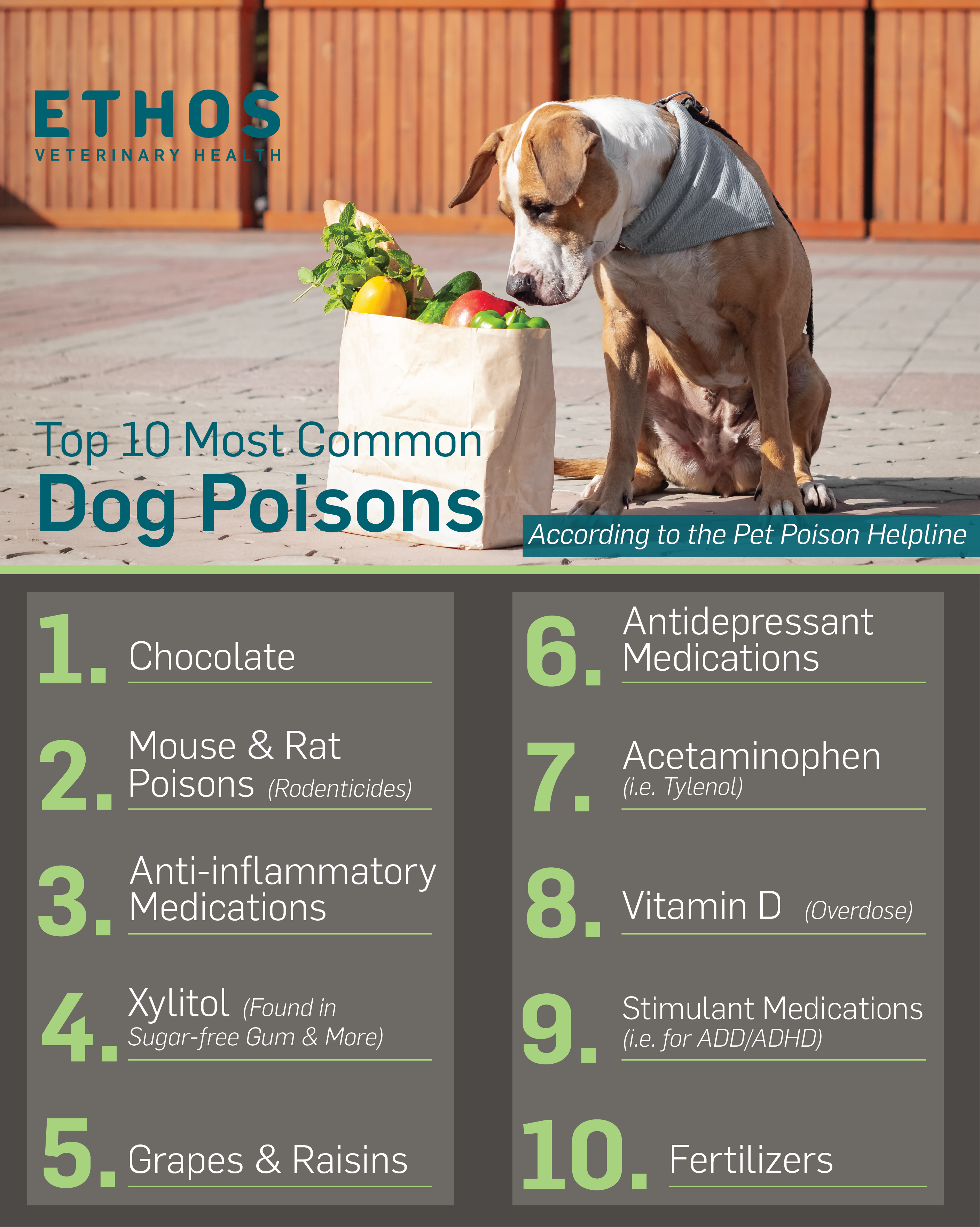 poison control for dogs
