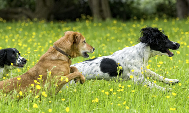 3 dogs running through a field with flowers and long green grass around them.