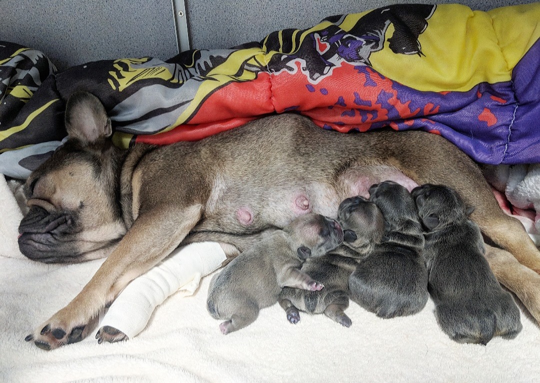 French Bulldog nursing four puppies
