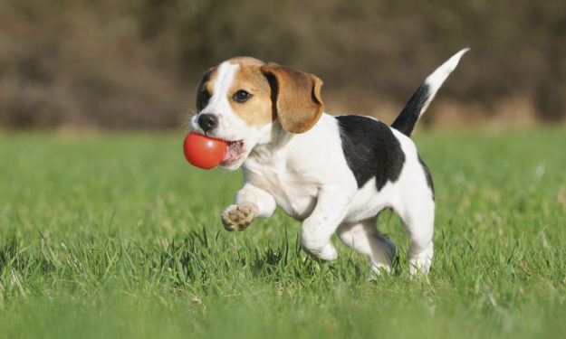 Puppy running with toy in mouth