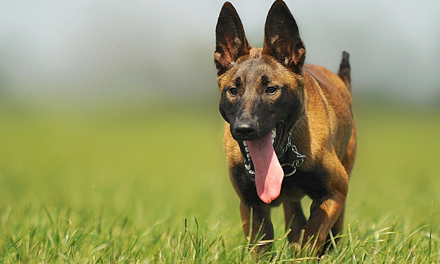 Belgian Malinois in a field, panting and happy