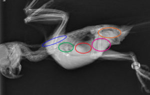 Really Cool Anatomy and Physiology: Avian Respiratory Systems - Ethos