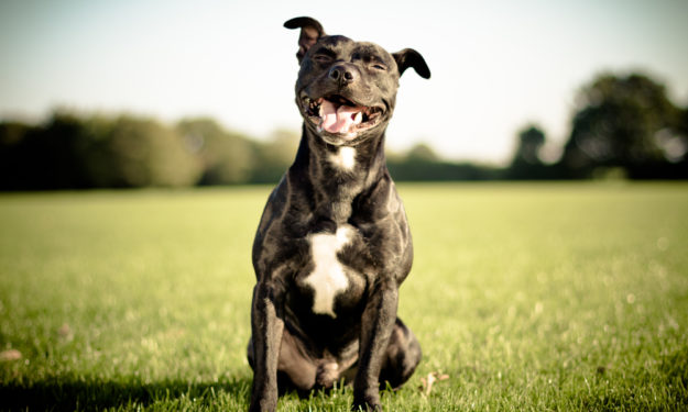 Black dog outside smiling