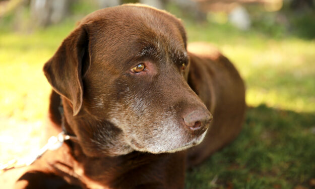 brown dog laying on grass in sunset