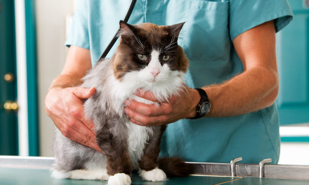 Vet holding a cat on exam table.