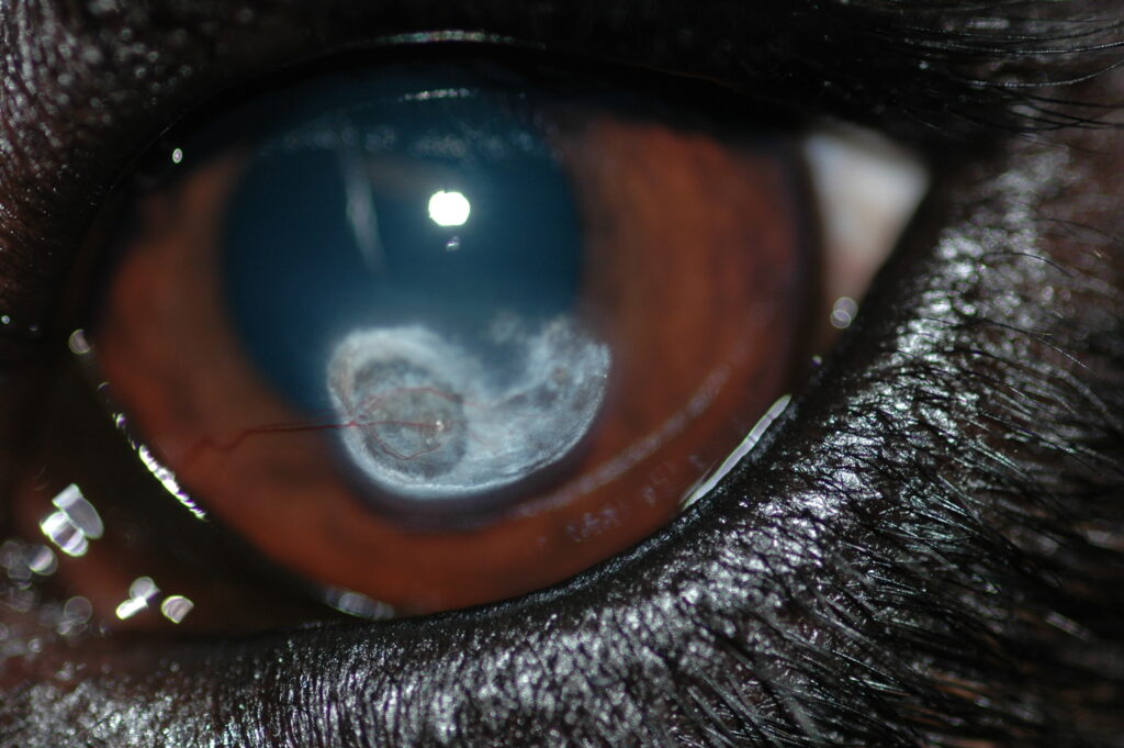 Corneal Calcific Degeneration: Calcium Deposits in Your Dog's Eyes ...