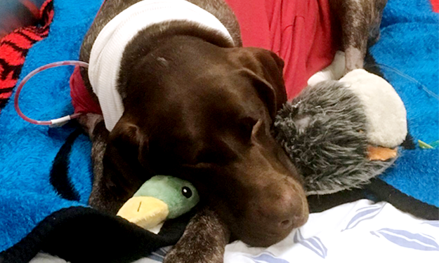 GSP post surgery recovering in ICU with her ducky