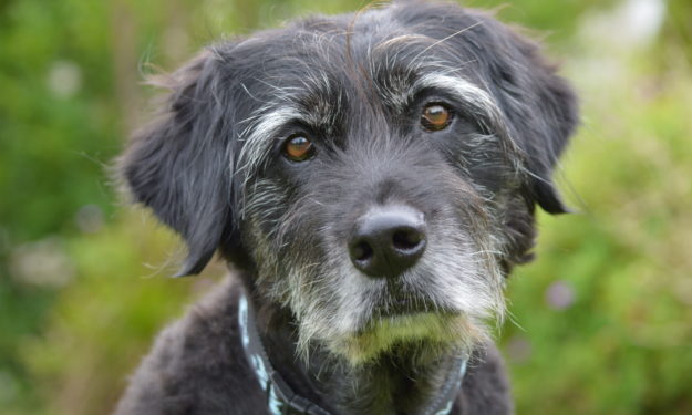 Senior pet outside looking into camera