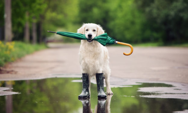 Golden retriever standing in puddle with green umbrella in mouth.
