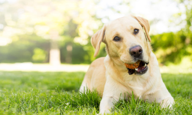 do probiotics help dogs with ibd