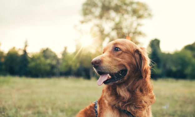 Golden retriever outside smiling in the sun