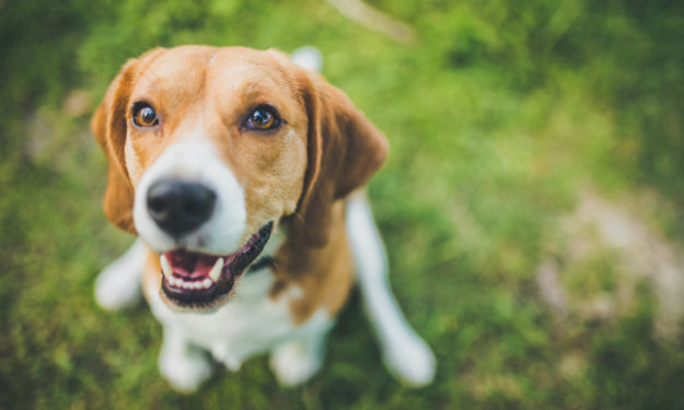 beagle smiling up at camera