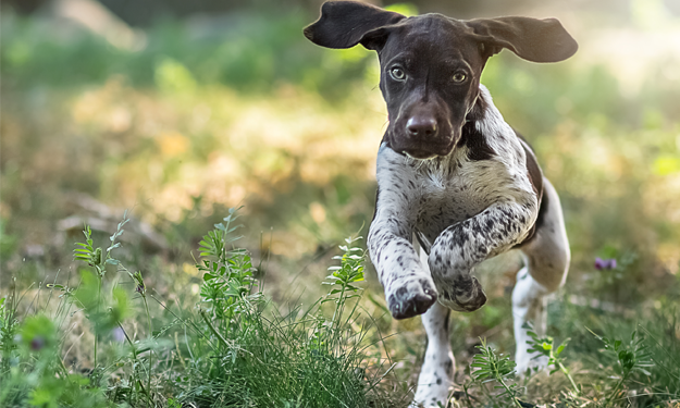 GSP puppy running ears flapping