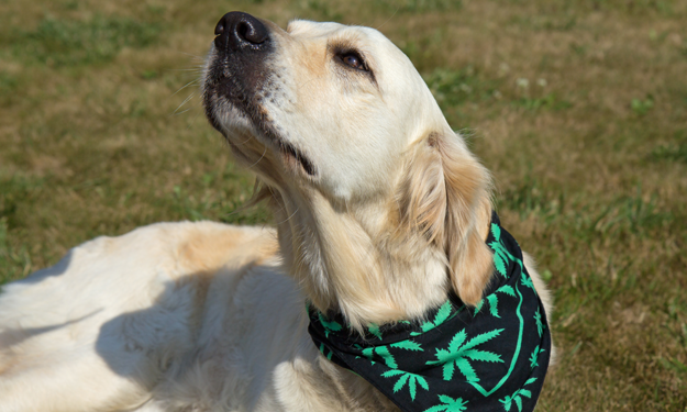 Golden Retriever chilling in the sun wearing a sativa leaf bandana