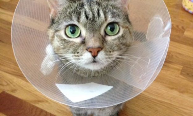 cat in cone