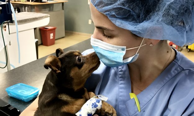 veterinary technician carrying patient in hospital