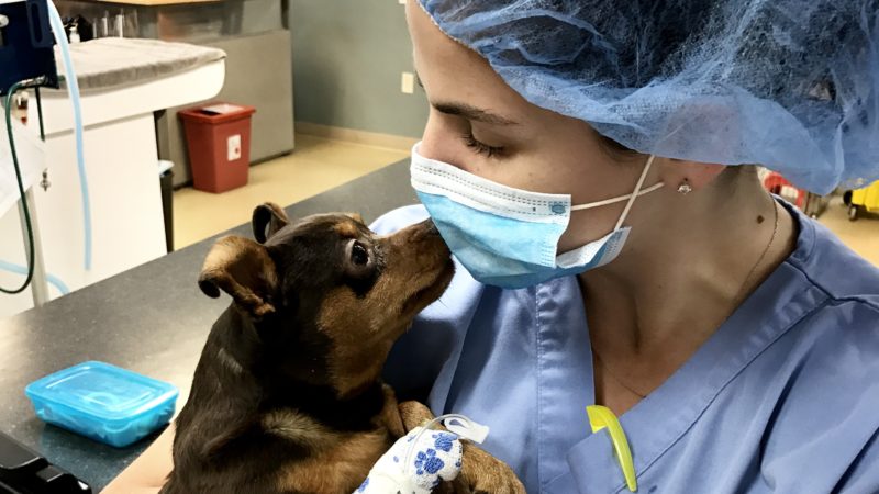 veterinary technician carrying patient in hospital