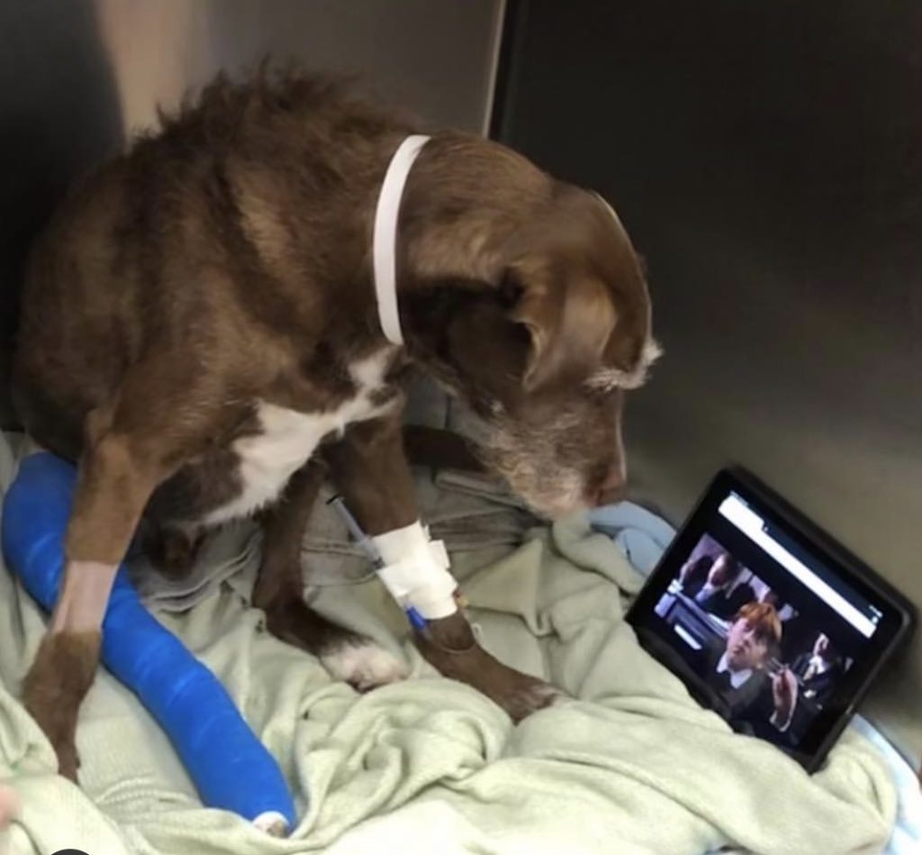 Hospitalization What Your Pet's Overnight Stay is Like Ethos