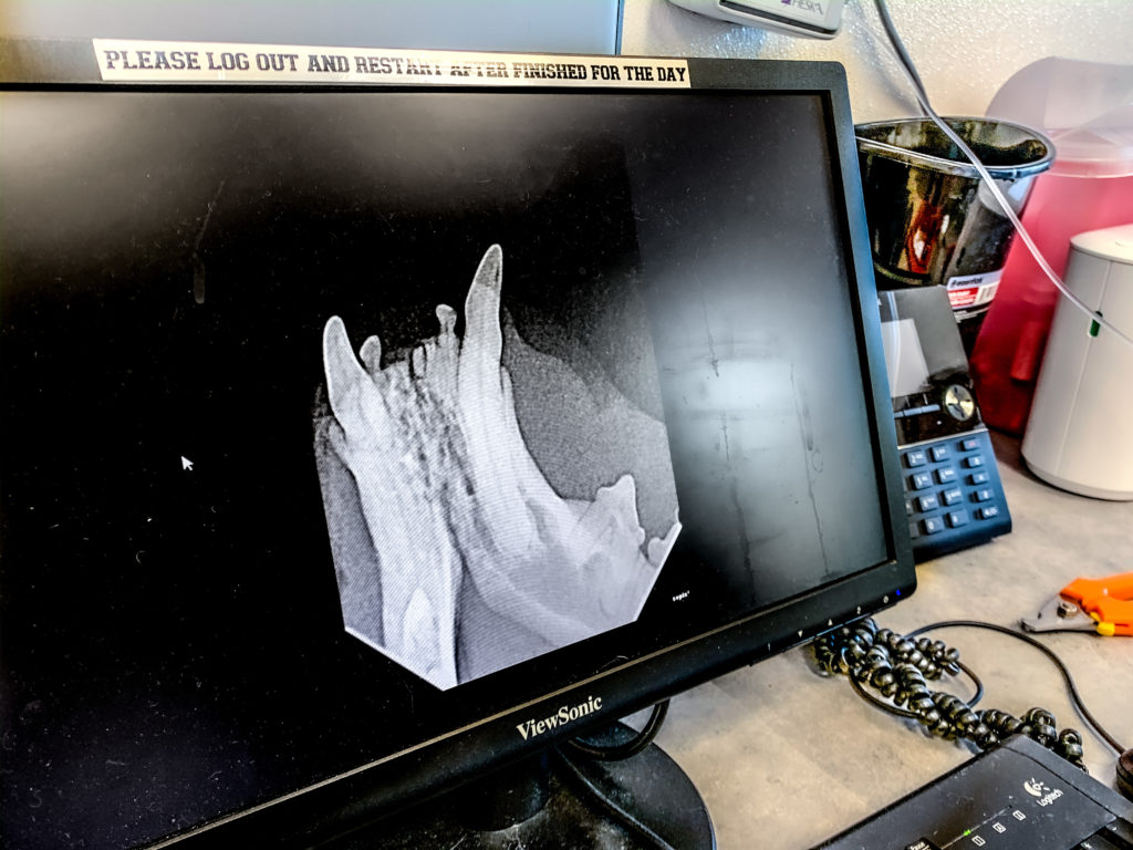 Does My Pet Need a Dental? Ethos Veterinary Health