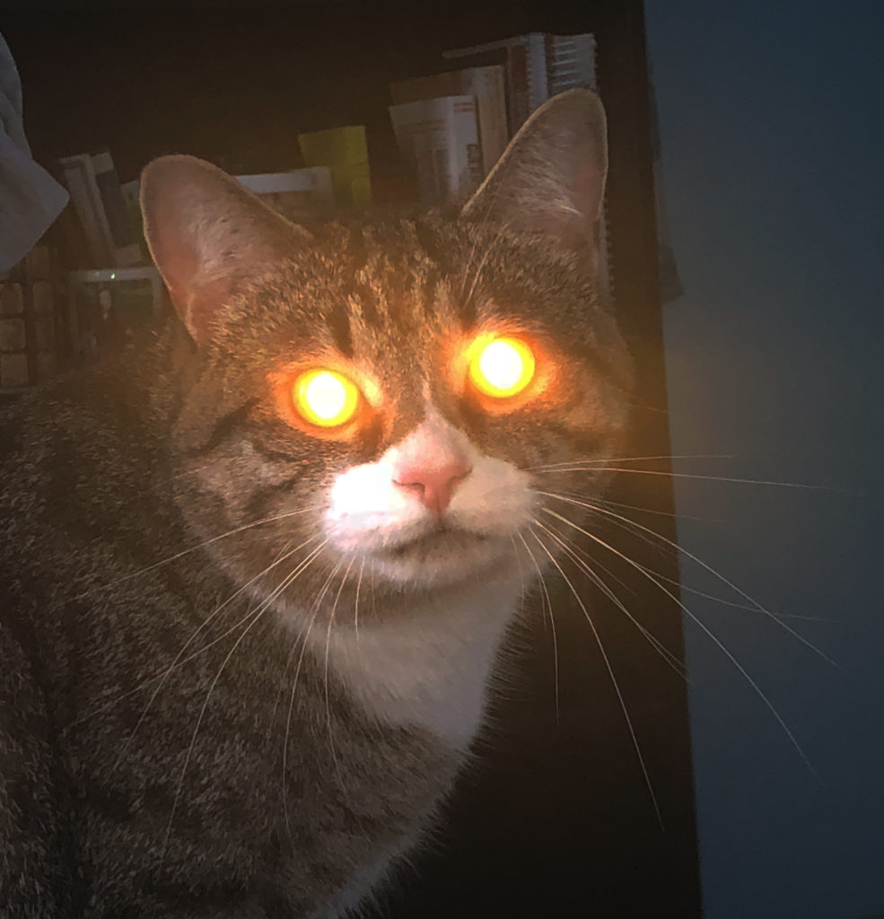 Why Cats Do Weird Things