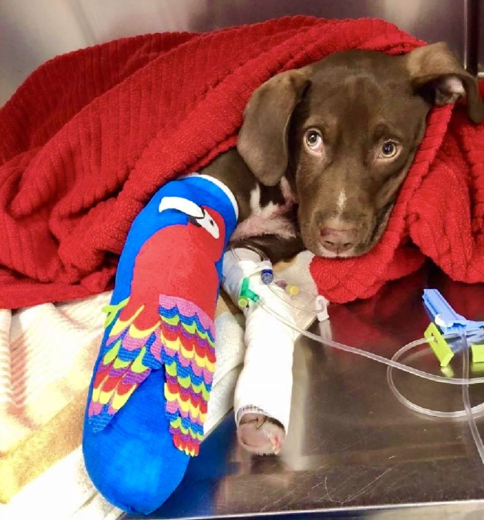 Vet Wrap Art Ideas, Inspiration, and Impressive Artwork!