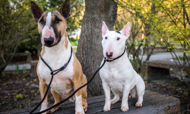 BULL TERRIER – Consulta Dog Vet