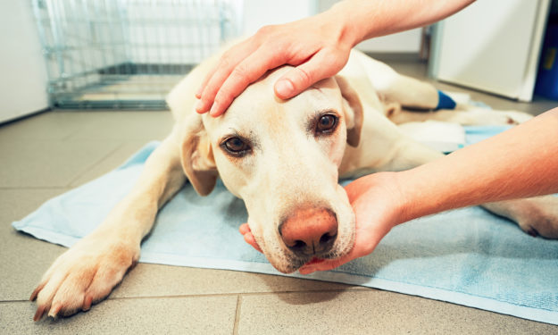 older dog at the vet