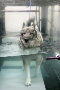 Dog on underwater treadmill.