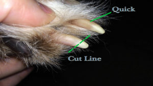 How to Safely Clip Your Dog's Nails At Home