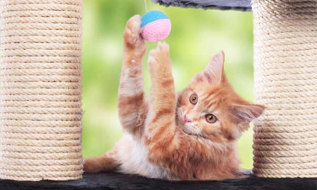 Orange Cat on Scratching Post with Cat Toy