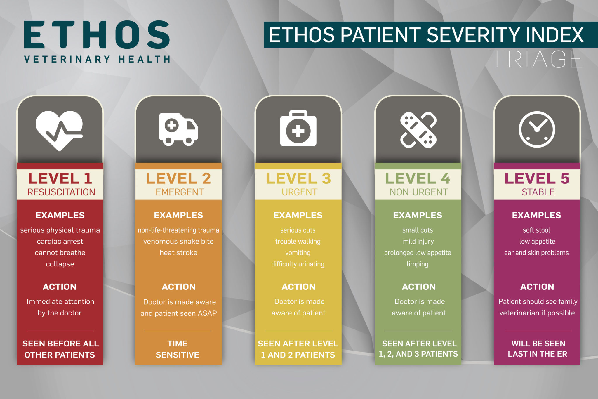 Vet Triage Why Your Pet May Not Be Seen Right Away