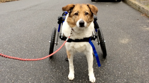Degenerative Myelopathy dog in wheelchair