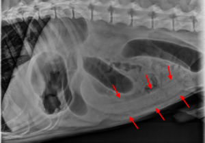 dog x ray stomach