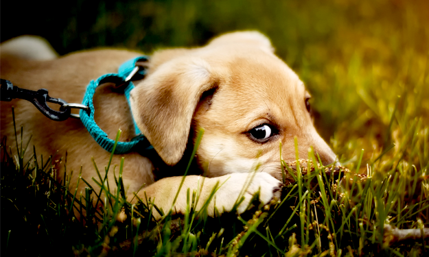 Puppy in Grass on Leash giving side eye