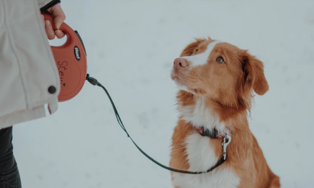 Pros and Cons of Retractable Leashes for Dogs