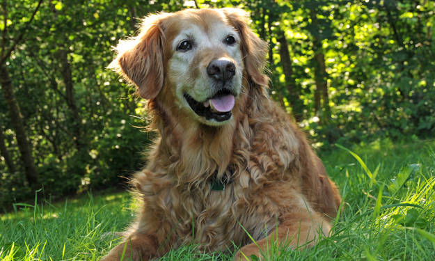 senior golden retriever sitting in the grass living his best life