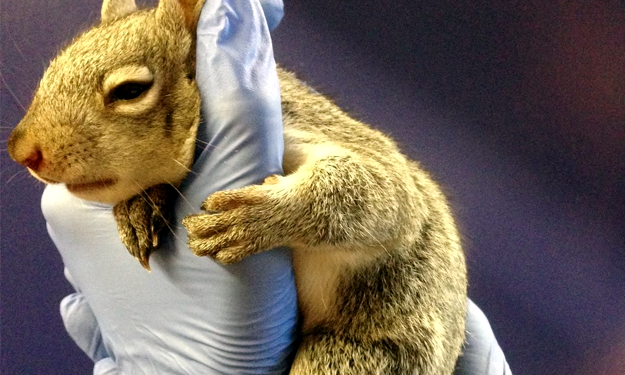 gray squirrel being held by a member of our team.