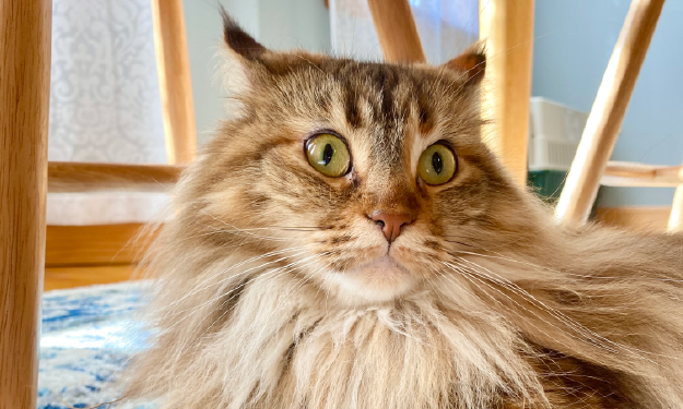 7 weird things cats are scared of