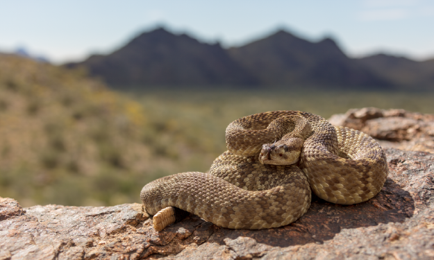 are rattlesnakes dangerous to dogs