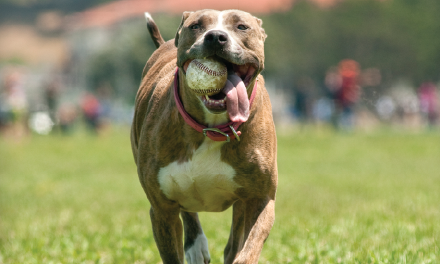pittie running with a ball in his mouth