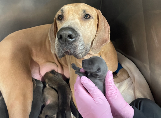 Veterinary Technician holding newborn puppy with Great Dane mother in background