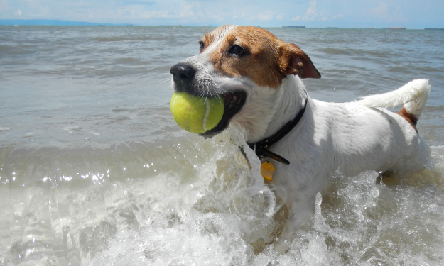 how does rock salt affect dogs